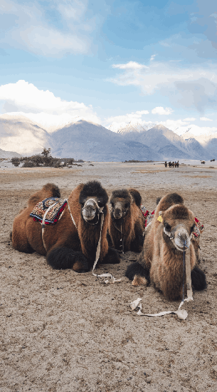 Nubra valley banner 2 ladakhhills